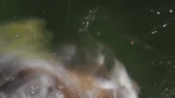Chaffinch Fringilla Coelebs Kąpiel Zbliżenie Obrazu — Wideo stockowe
