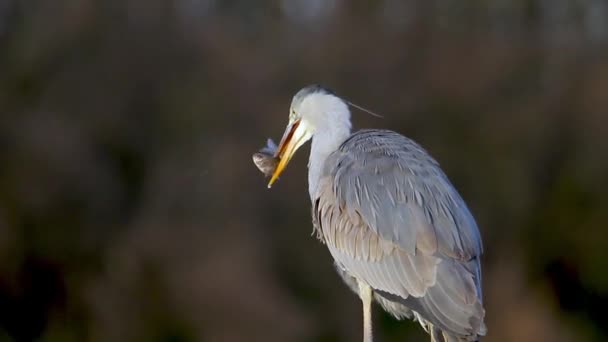 Grey Heron Ardea Cinerea Rybaření Mělké Vodě Rybníka Jezera — Stock video