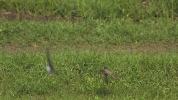 Sand Martins Riparia Riparia Fly Slowly Summer Day Slow Motion — Stock Video