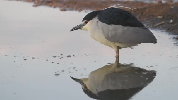 Kara Taç Giyen Gece Balıkçısı Nycticorax Nicticorax Gölün Sığ Suyunda — Stok video