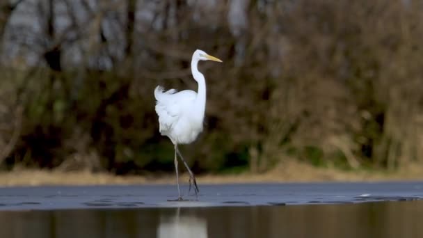 White Egret Egretta Alba Wachten Kijken Het Modderige Meer — Stockvideo