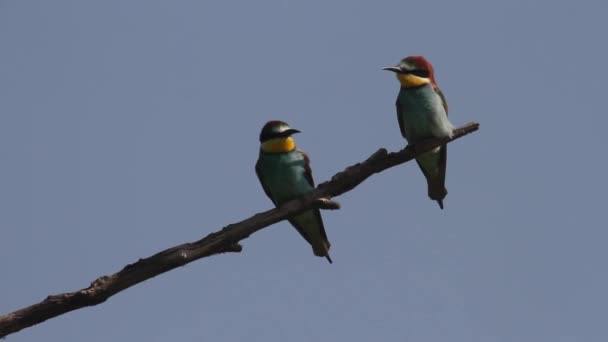 Abeja Devorador Europeo Merops Apiaster Una Rama — Vídeo de stock