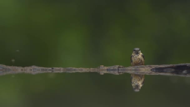 Eurázsiai Nádpacsirta Acrocephalus Scirpaceus Egy Erdei Partján Lassított Felvétel — Stock videók