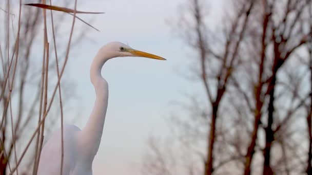 Egretta Alba Bianca Che Osserva Nei Canneti Immagine Del Primo — Video Stock