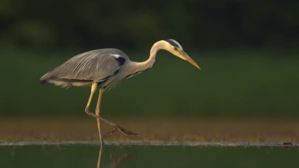 Γκρι Ερωδιός Ardea Cinerea Αλιεία Στην Ακτή Μιας Λίμνης Ψαριών — Αρχείο Βίντεο