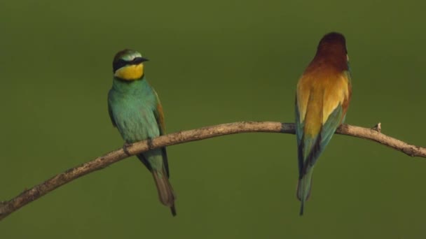 Europese Bijeneter Merops Apiaster Een Vroege Zonnige Ochtend Twee Vogels — Stockvideo