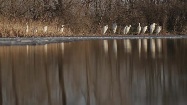 White Egrets Egretta Alba Descansar Borda Lago Pantanoso — Vídeo de Stock