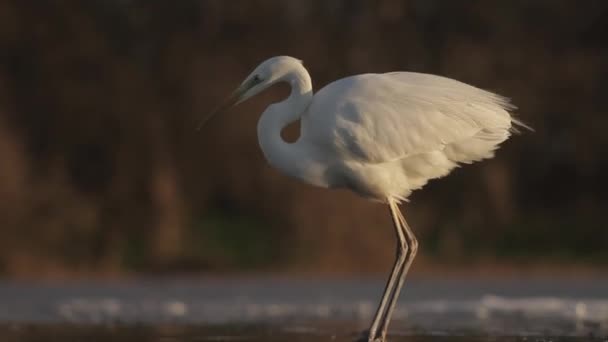 Bianco Egretta Alba Pesca Acque Poco Profonde Stagno Lago — Video Stock