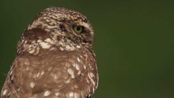 Európai Zsaruk Bagoly Otus Scops Erdőben Egy Közelről — Stock videók