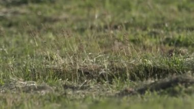 Sand Martins Riparia Riparia Daireler halinde Uçuyor
