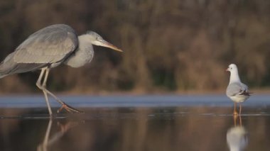 Gri Heron Ardea Cinerea Balıkçılık