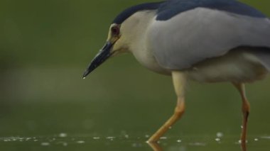 Siyah taçlı Gece Balıkçısı Nycticorax nycticorax balık havuzunda duruyor, izliyor ve balık tutuyor.