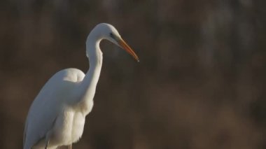 Büyük Egret Egretta alba Gölün sığ sularında balık tutuyor.