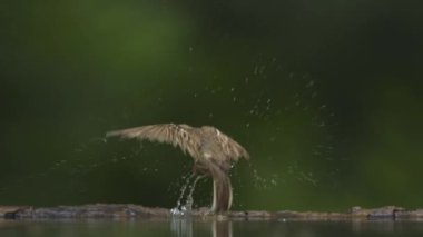 Yellowhammer Emberiza Citrinella uçan, yavaş çekim