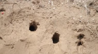 Avrupa Arı Yiyen Merops Apiaster 'ı Yuva Tünelinde