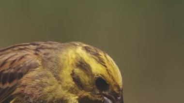 Serinus Serinus Avrupa Serin İçme, Yakın plan