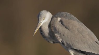 Gri balıkçıllı Ardea Cinerea bekliyor, yakın plan.