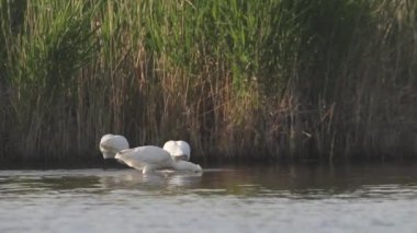 Avrasya Kaşıkları Platalea lökositi Yiyecek Arıyor.