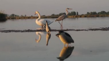 Gri balıkçıl Ardea Cinerea sakin bir göl kenarında yüksek kamışlarla suda yürüyor.