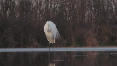 Beyaz Akbalıkçıl Egretta alba Göl / Gölün Sığ Suyunda Balıkçılık.