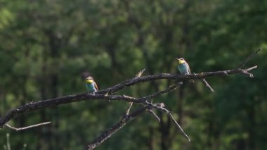 Avrupa Arı Yiyen Merops Apiaster ağaç dalında oturur ve uçar gider.