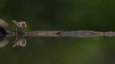 Fringilla Coelebs Banyo Yapıyor