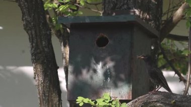 Kara kuş Turdus Merula Yuva Binası için Dal Topluyor.