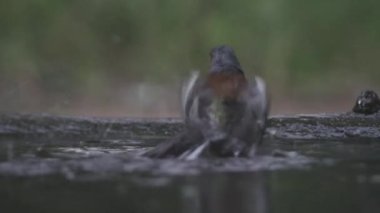 Fringilla Coelebs yaz yağmurunda yıkanır..