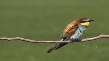 İki Renkli Avrupalı Arı Yiyen Apiaster Bir Dalda Oturuyor