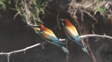 Avrupa arısı yiyen kuş Merops Apiaster Yaz güneşinde bir dalda oturuyor