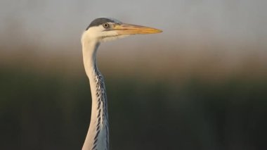 Gri Heron Ardea Cinerea Bekliyor, Yakın plan