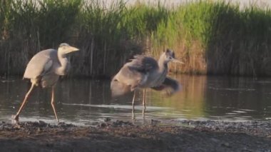 Gri balıkçıllar Ardea Cinerea sakin bir göl kenarında yüksek kamışlarla suda yürüyor.