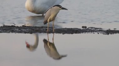 Siyah taçlı Gece Balıkçıl Nycticorax Nicticorax Sığ Su 'da bekliyor.