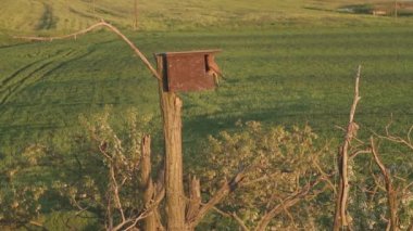 Kestrel Falco Tinnunculus yaz güneşinde yuvada.