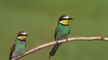 Avrupalı arı yiyici, Merops Apiaster. Bir dalda oturan ve beslenen kuş.