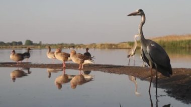 Gri balıkçıllı Ardea Cinerea sığ sularda yürüyor, yakın plan.