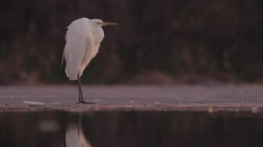 Beyaz Akbalıkçıl Egretta alba bekliyor ve dinleniyor.