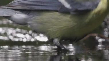 Great tit Parus major Bathing in summer forest, close up.