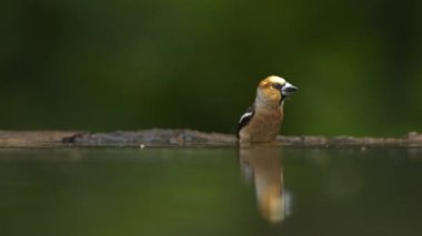 Hawfinch Coccothraustes Cocothraustes Uçuyor, ağır çekim
