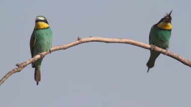 Avrupa Arı Yiyen - Daldaki Merops Apiaster