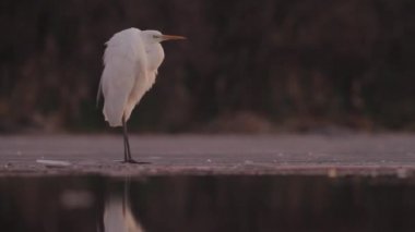 Beyaz Akbalıkçıl Egretta alba bekliyor ve dinleniyor.