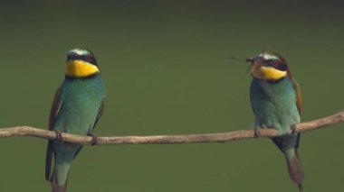 Avrupa Arı Yiyen - Daldaki Merops Apiaster, yavaş çekim