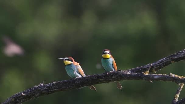 Europese Bijeneter Merops Apiaster Zittend Een Tak Groene Natuur — Stockvideo