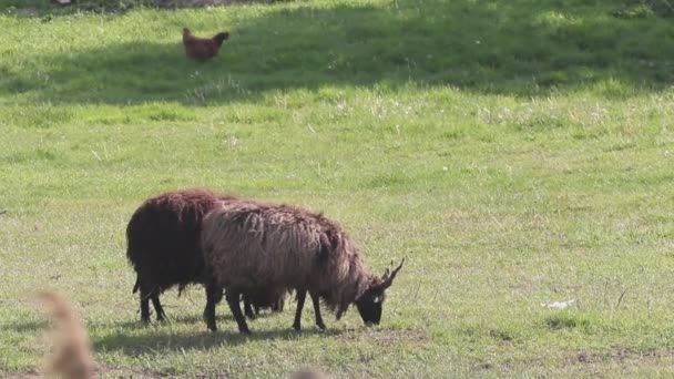 Дві Вівці Racka Ovis Aries Strepsiceros Hungaricus Grazing Meadow — стокове відео