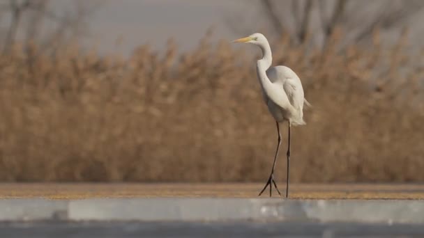 White Egretta Alba Czeka Obserwuje Brzeg Bagnistego Jeziora Trzcinowego — Wideo stockowe