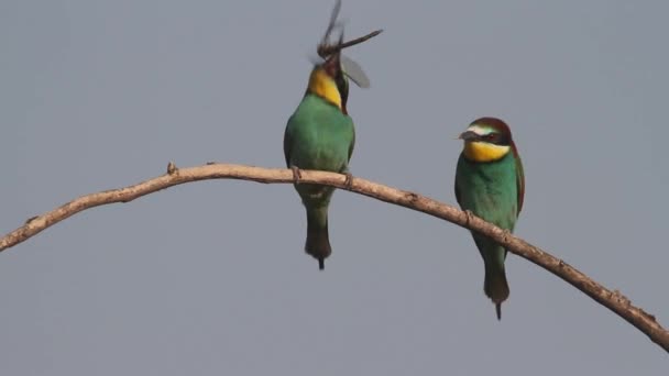 欧洲食蜂鸟美色艳丽的鸟 栖息在树枝上 嘴里衔着食物 — 图库视频影像