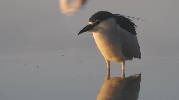 왕관의 Heron Nycticorax Nycticorax Fishing Shallow Water Pond Lake — 비디오