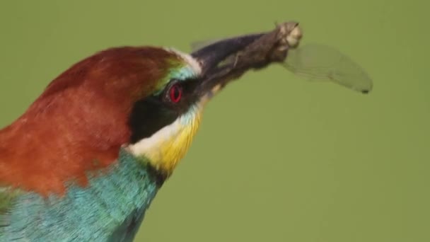 Пчелоед Меропс Апиастер Поймал Стрекозу Bird Держит Добычу Своем Маяке — стоковое видео
