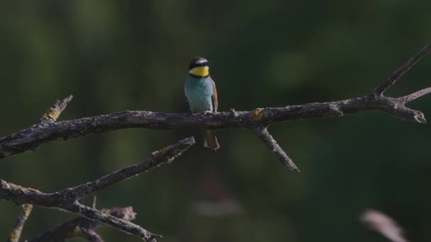 Europese Bijeneter Merops Apiaster Zittend Een Boomtak — Stockvideo