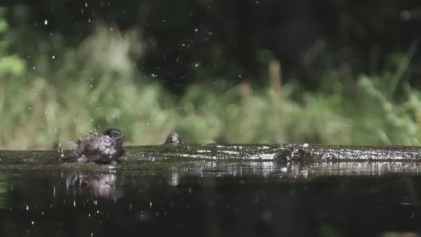 Eurasiática Blackcap Sylvia Atricapilla Banho — Vídeo de Stock